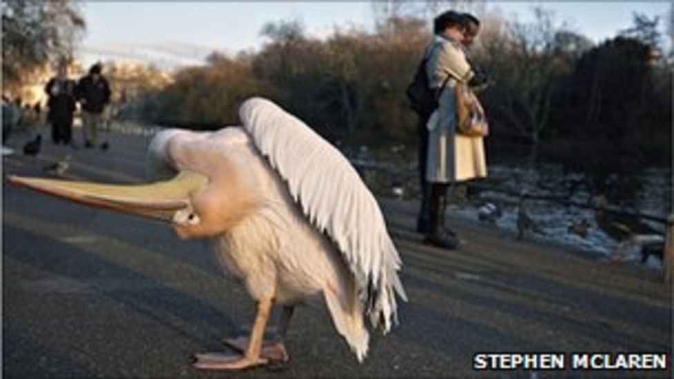 Urban pelicans attract photographic attention - BBC News