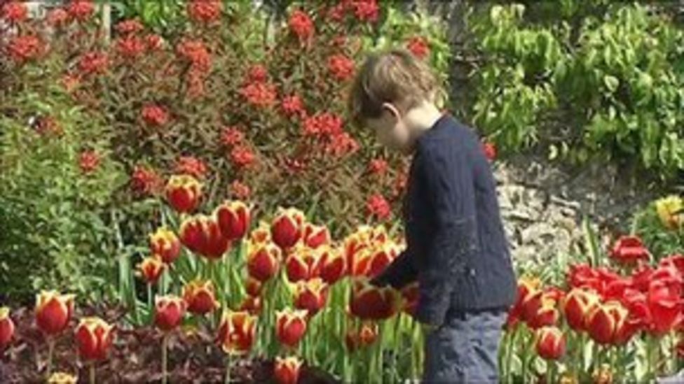 Glenarm Castle tulip festival underway in County Antrim BBC News