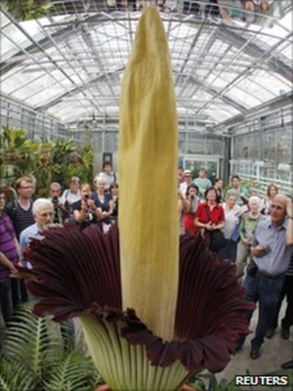 World's 'smelliest' plant set to flower in Edinburgh - BBC News