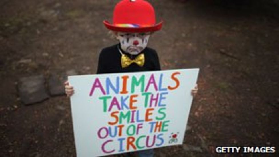 Circuses face new rules on animal use as ban ruled out BBC News