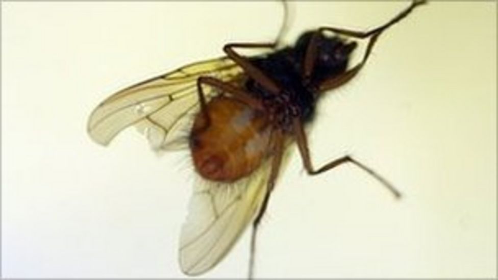 Herefordshire bite allergies blamed on Blandford fly BBC News
