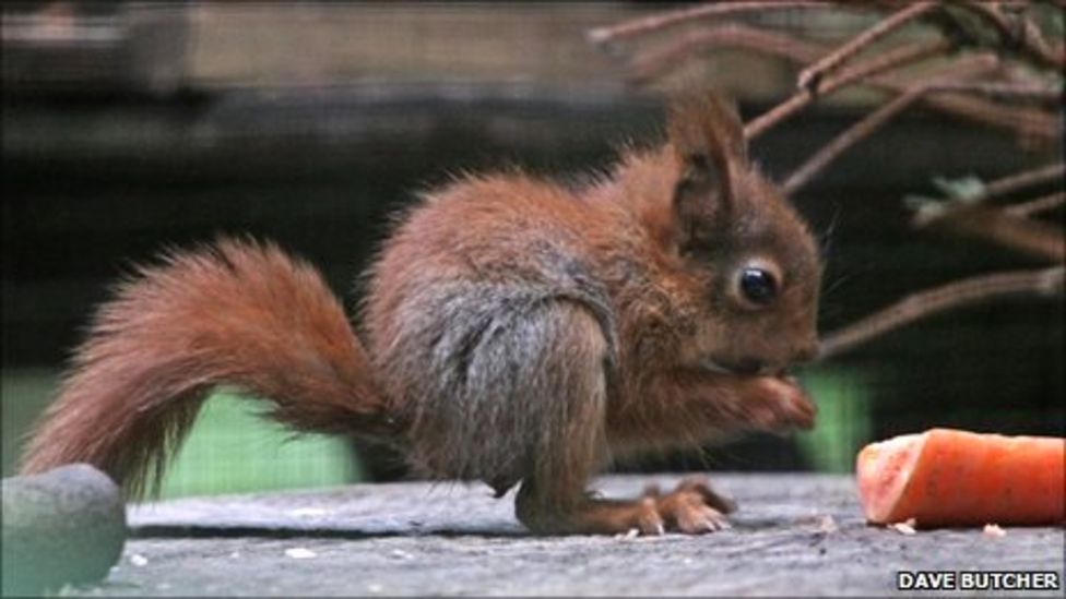 Wildwood's breeding red squirrels BBC News