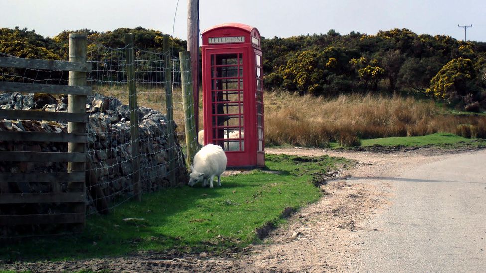 Sheep grazing by a telephone box