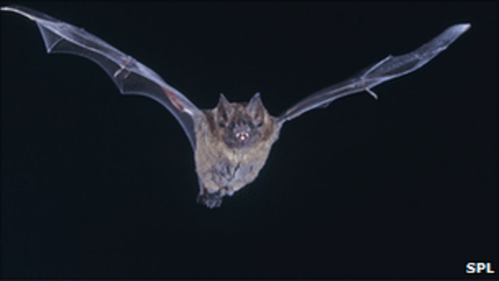 Human brain's 'bat sight' found BBC News