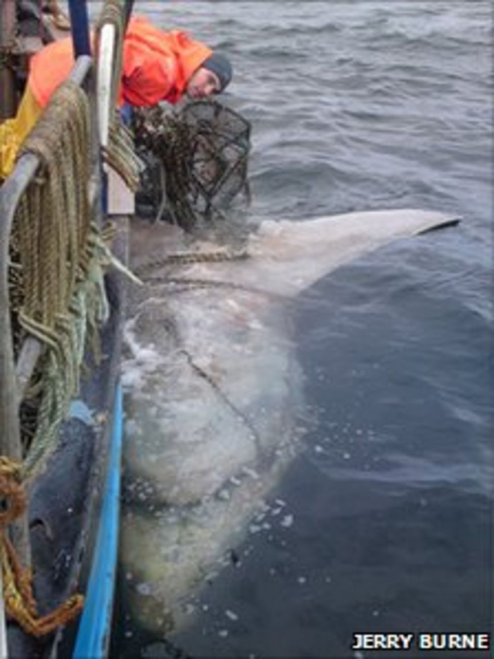Basking shark caught in creels in Loch Broom BBC News