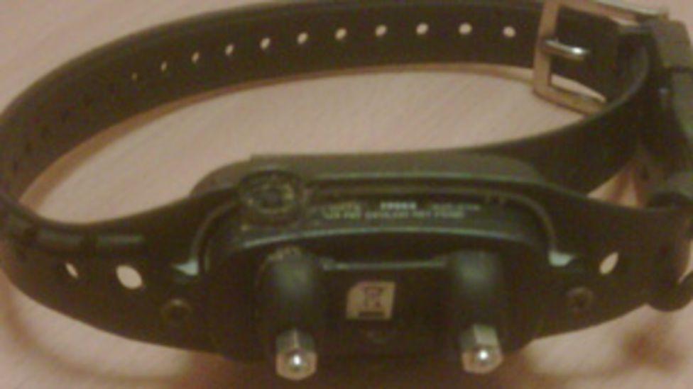 Ogmore illegal shock collar dog owner gets £2,000 fine BBC News