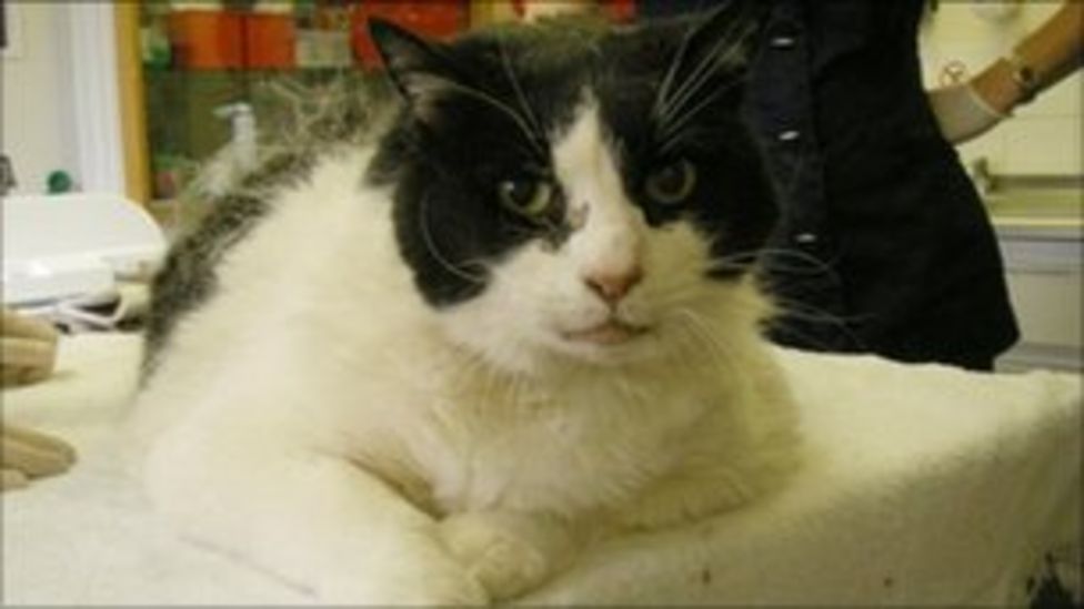 Overwight injured cat found in BurnhamonSea put down BBC News