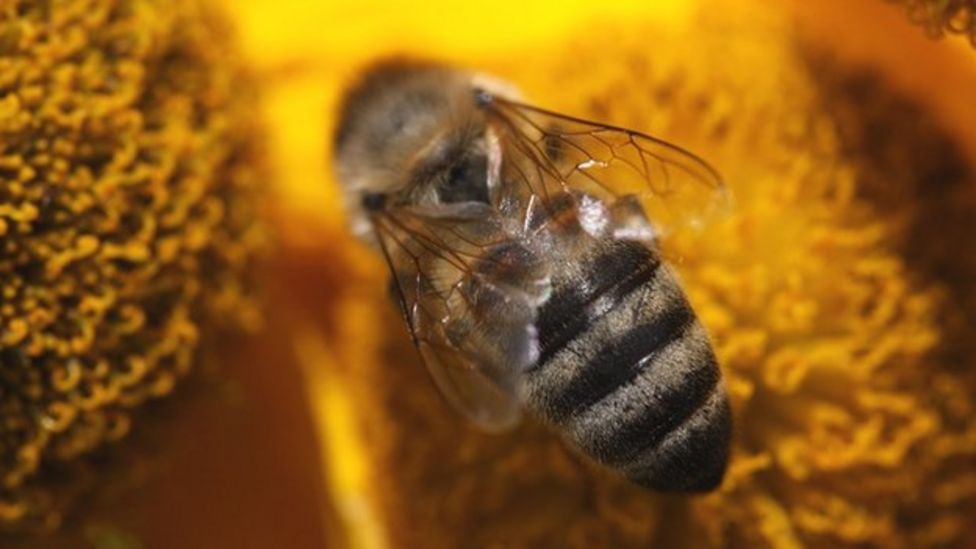 Do you know your bees? Try our quiz... BBC Newsround