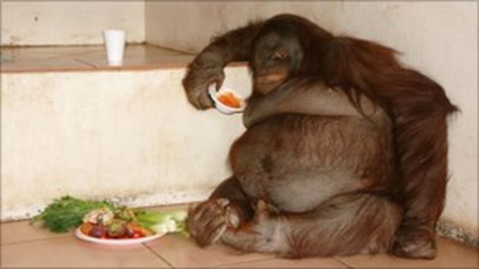Britains Fattest Orangutan Oshine Loses 20kg On Diet Bbc News 