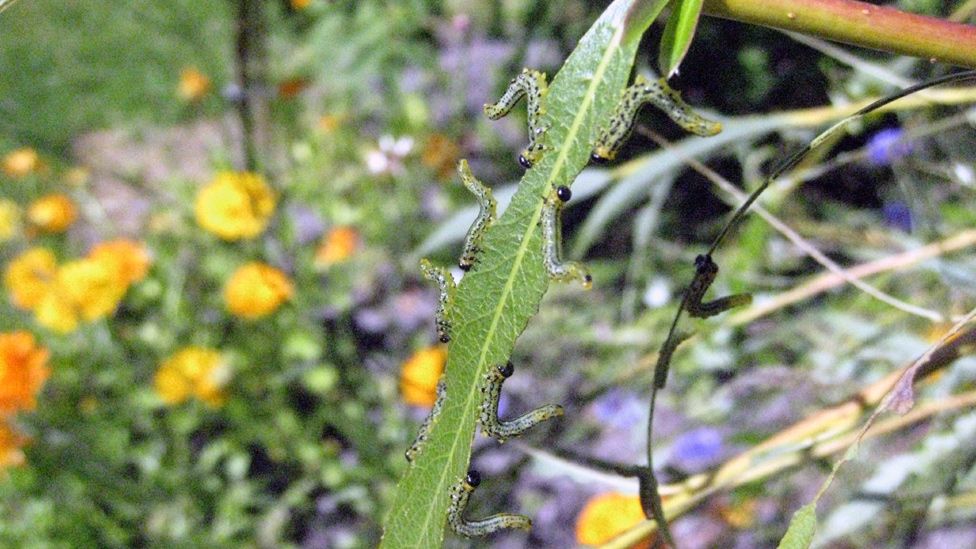 Caterpillars eating a leaf