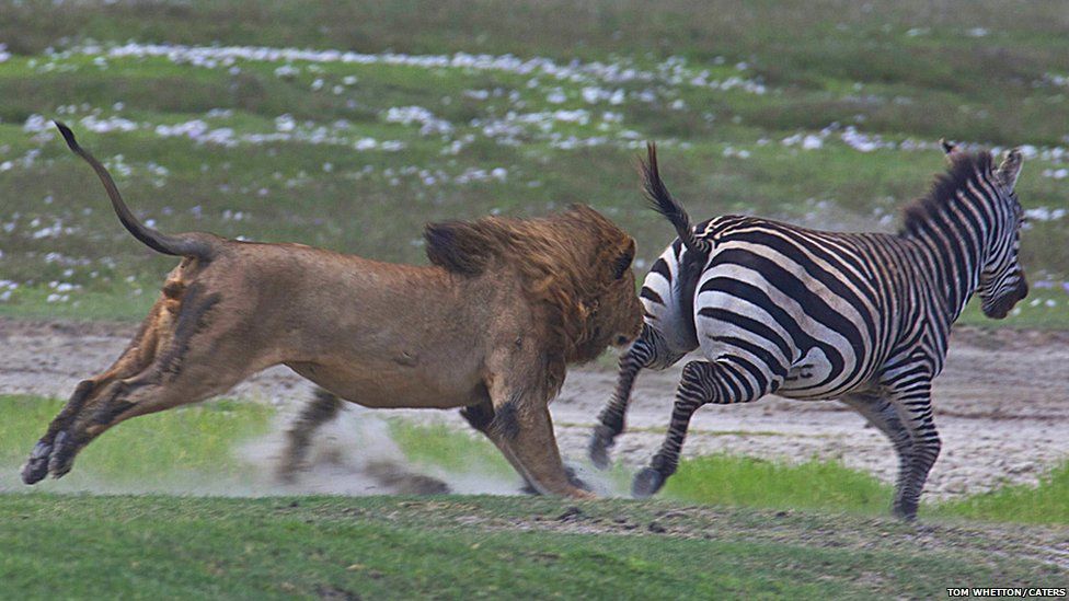 Amazing pictures: Zebra fights off a lion attack - BBC Newsround