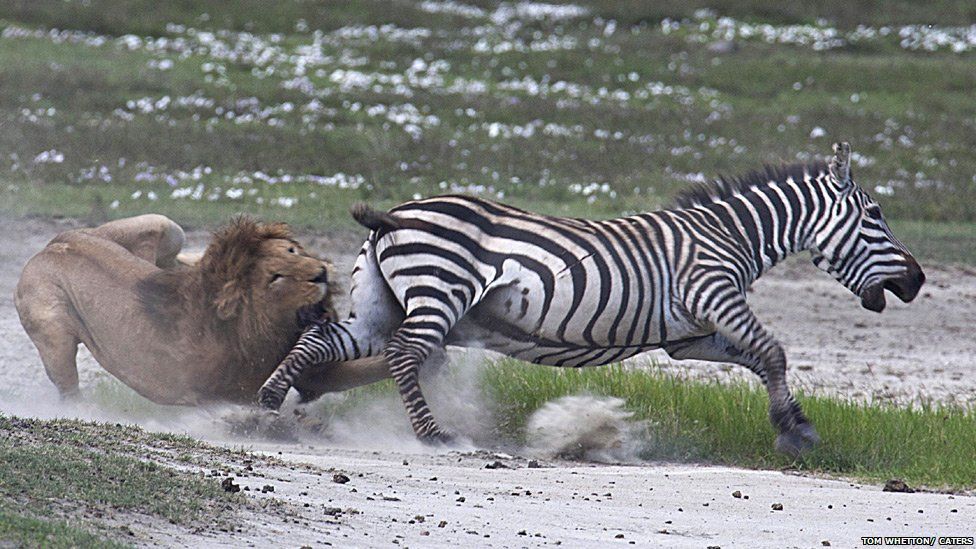 Lion tries to attack a zebra