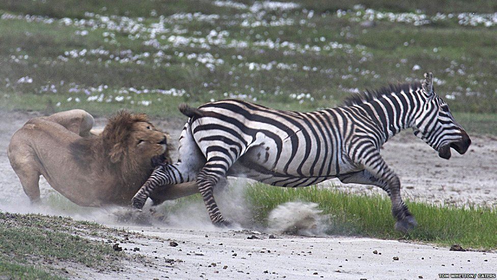 Lion trys to attack a zebra