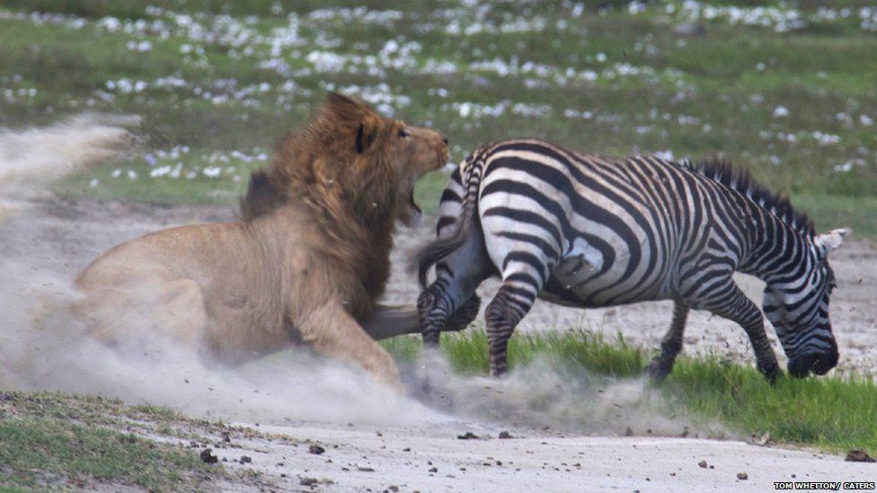 Lion tries to attack a zebra
