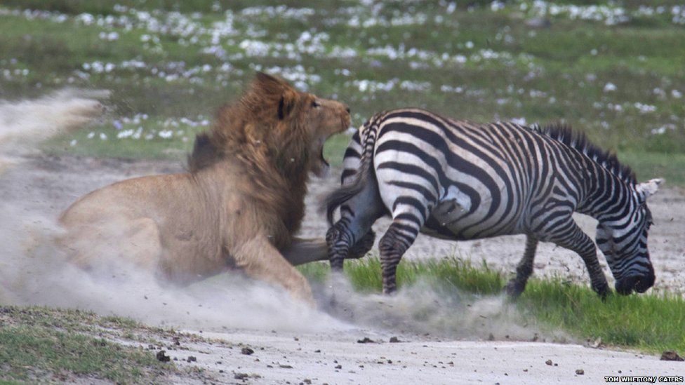 Lion trys to attack a zebra