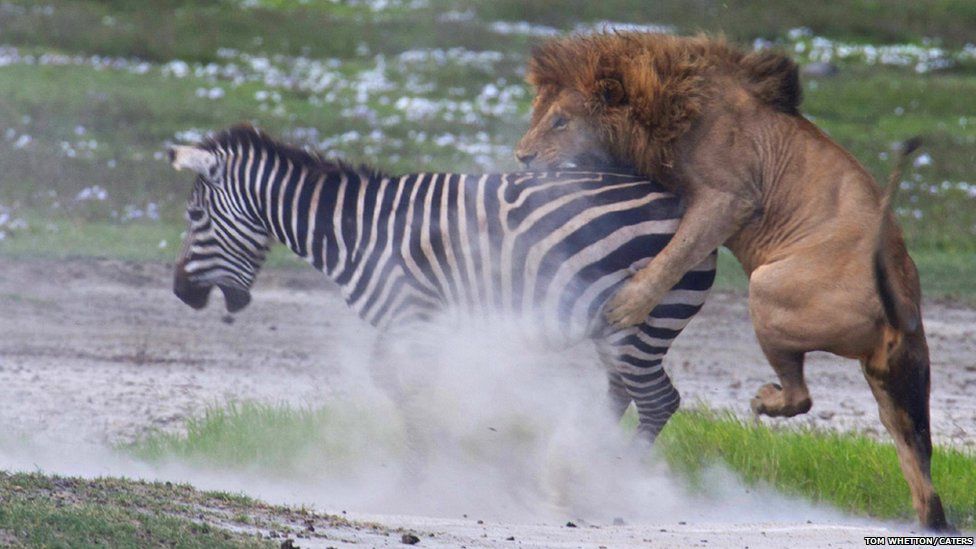 León intenta atacar a una cebra