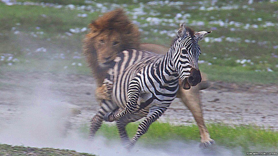 Lion tries to attack a zebra