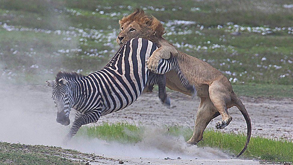 Lion tries to attack a zebra