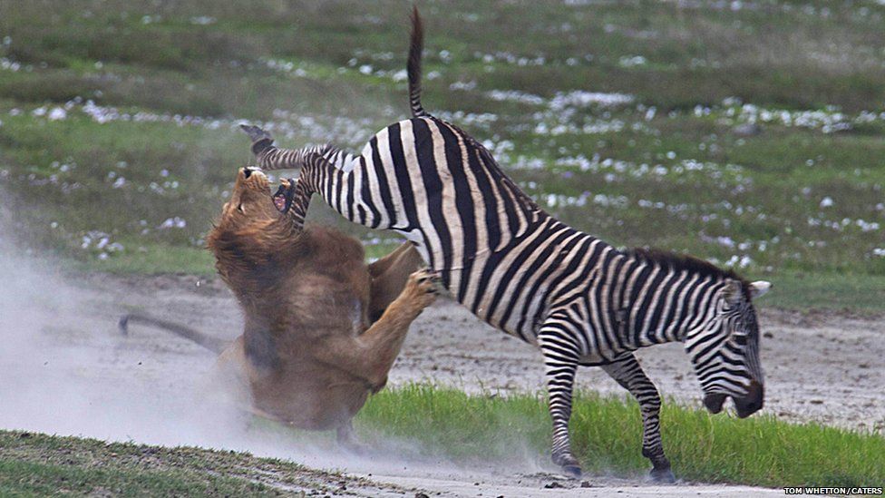 Lion tries to attack a zebra