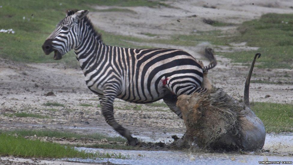 Lion tries to attack a zebra