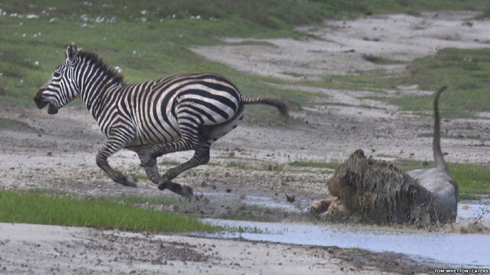 León intenta atacar a una cebra