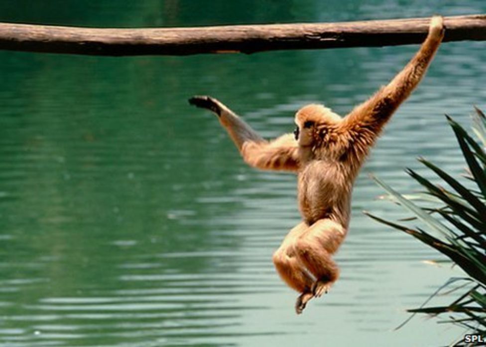 Gibbons' extraordinary jumps 'down to technique' BBC News