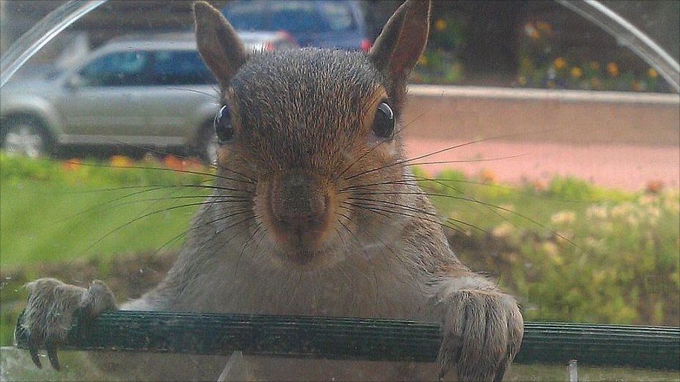 Squirrel