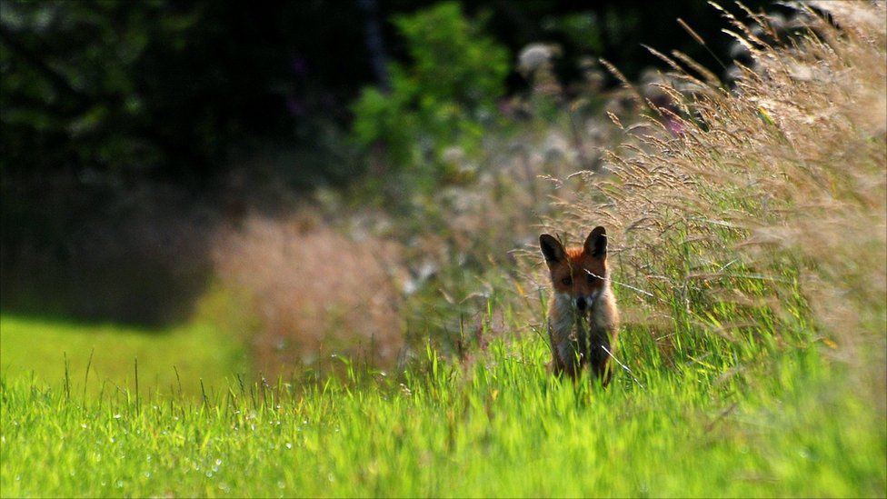 Fox