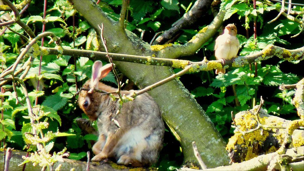 Hare and bird