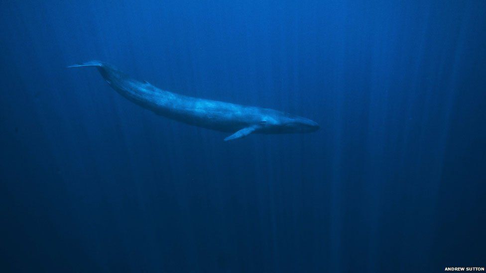 Pictures of giant whales up close! - BBC Newsround