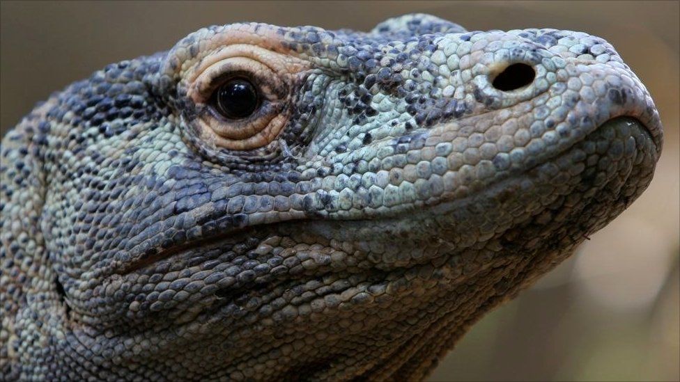 Pictures: Take a look inside a Komodo dragon's head - BBC Newsround