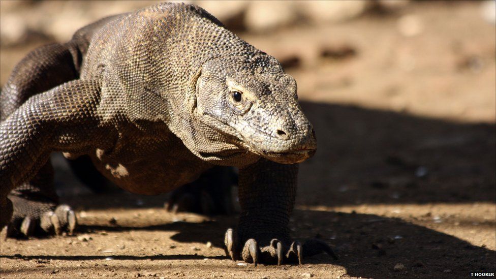 Pictures: Take A Look Inside A Komodo Dragon's Head - Bbc Newsround