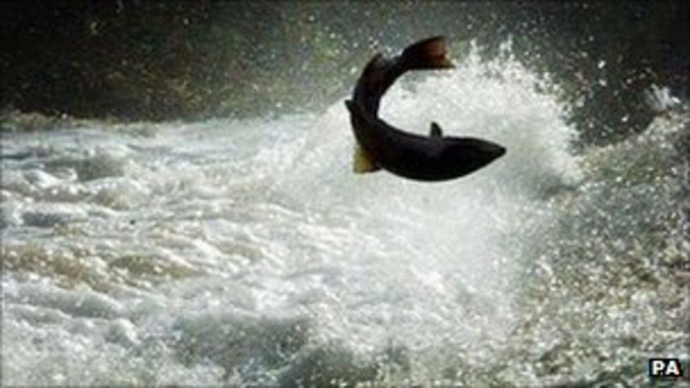 Salmon return to the River Stour in Dorset - BBC News