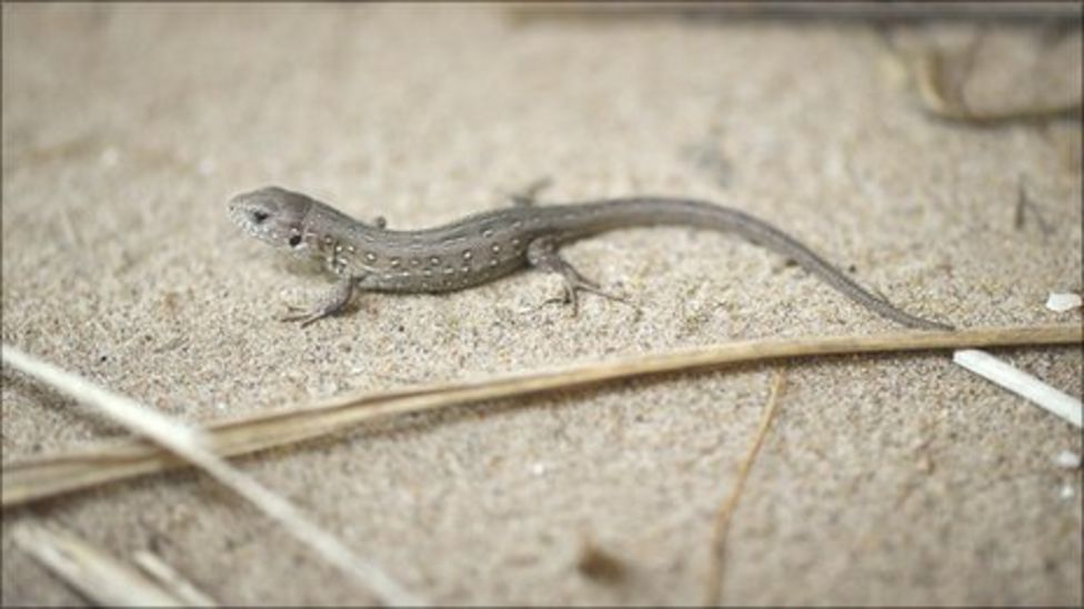 Sand lizards bred at Chester Zoo return to Ynyslas BBC News