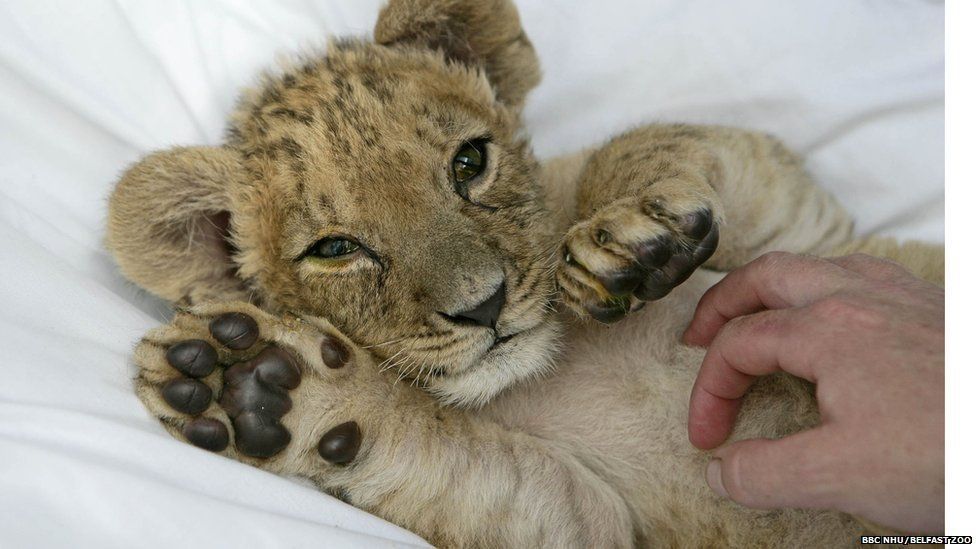 Baby lion tamarin starting to find its feet - BBC Newsround