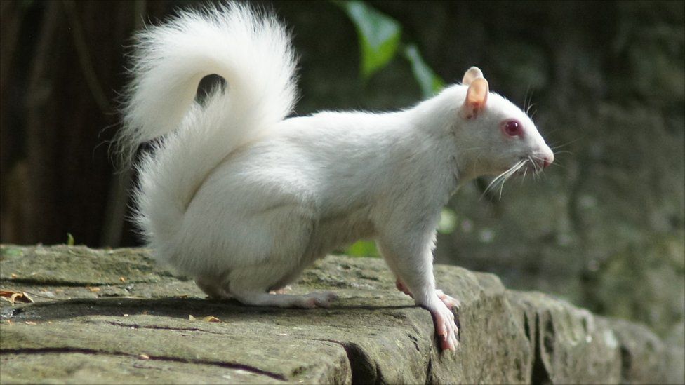 Albino squirrel