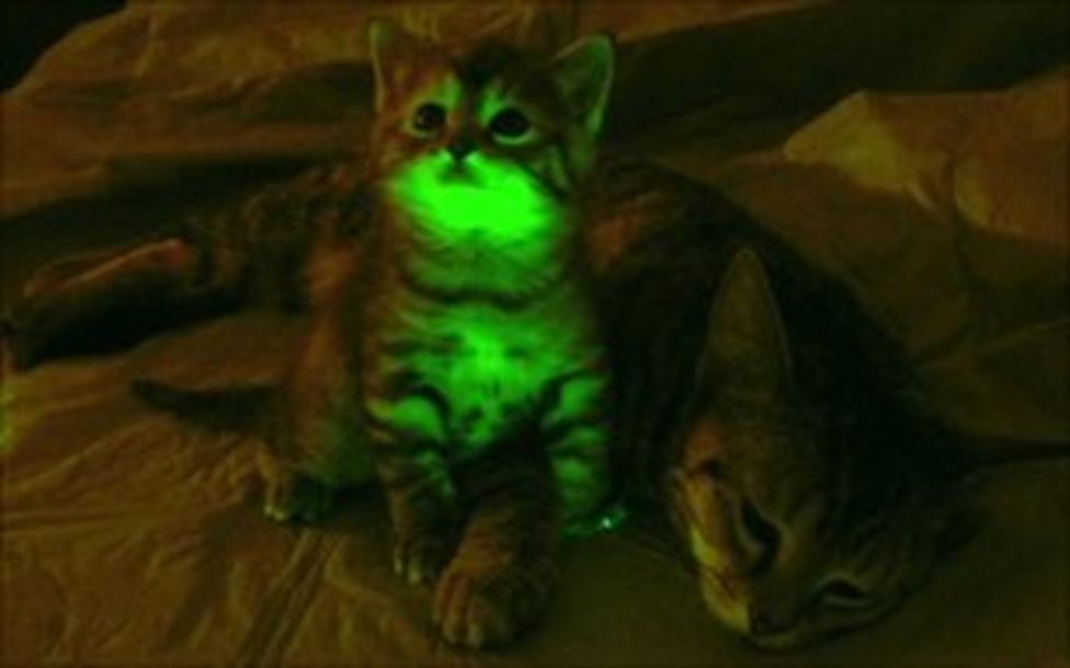 Glowing cats shed light on Aids BBC News