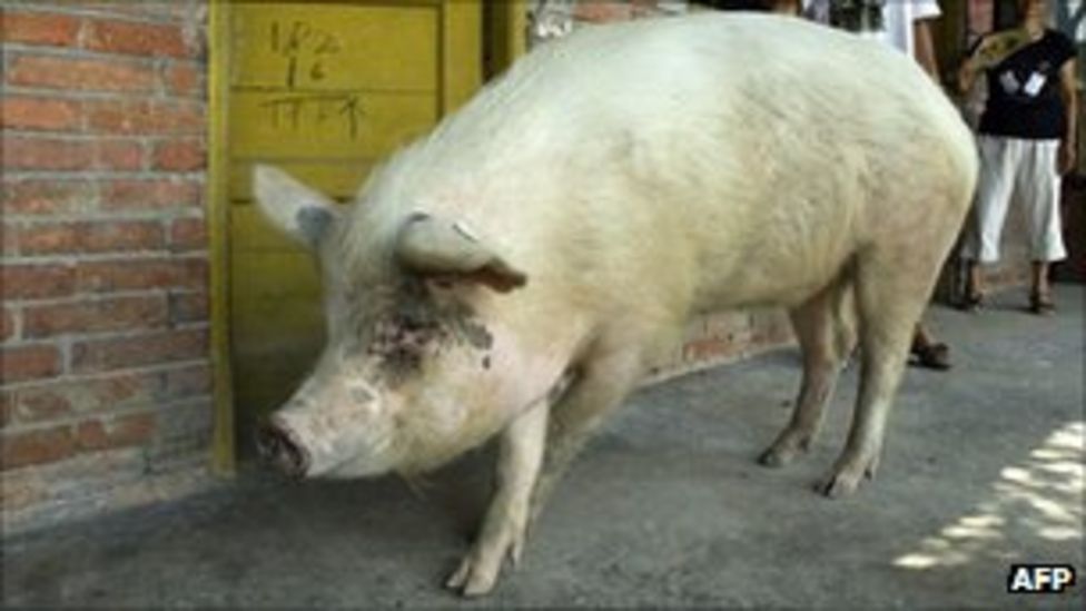 China 'clones castrated pig who survived 2008 earthquake' BBC News