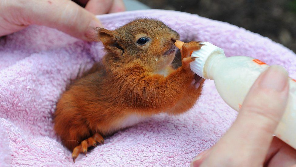 Baby squirrels rescued from hurricane Katia BBC Newsround