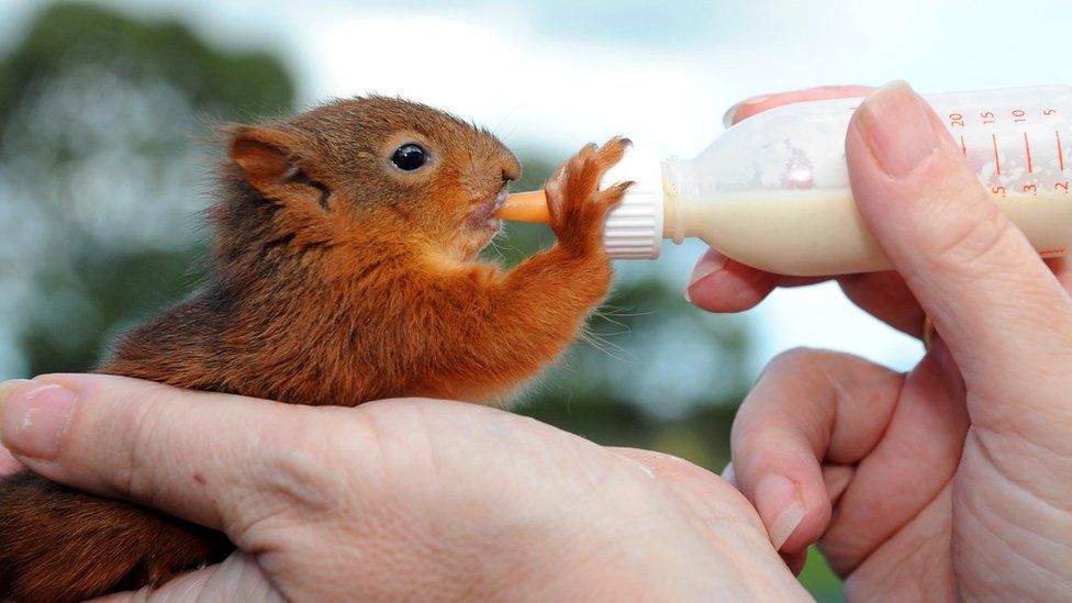 Baby squirrels rescued from hurricane Katia BBC Newsround