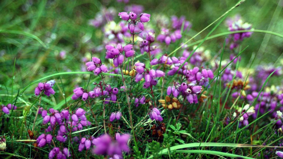 Heather