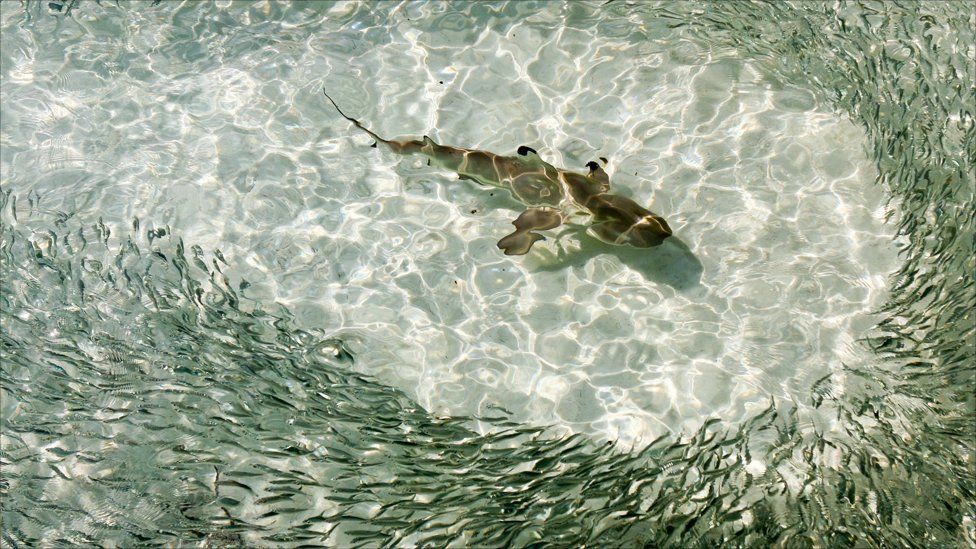 Black Tip Reef Shark