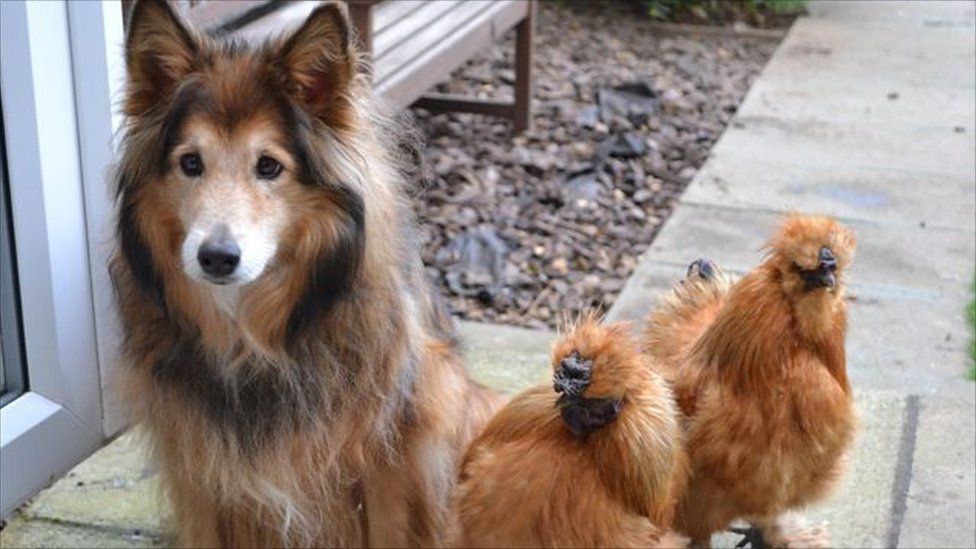 Molly the cross-sheltie dog with two silkie hens