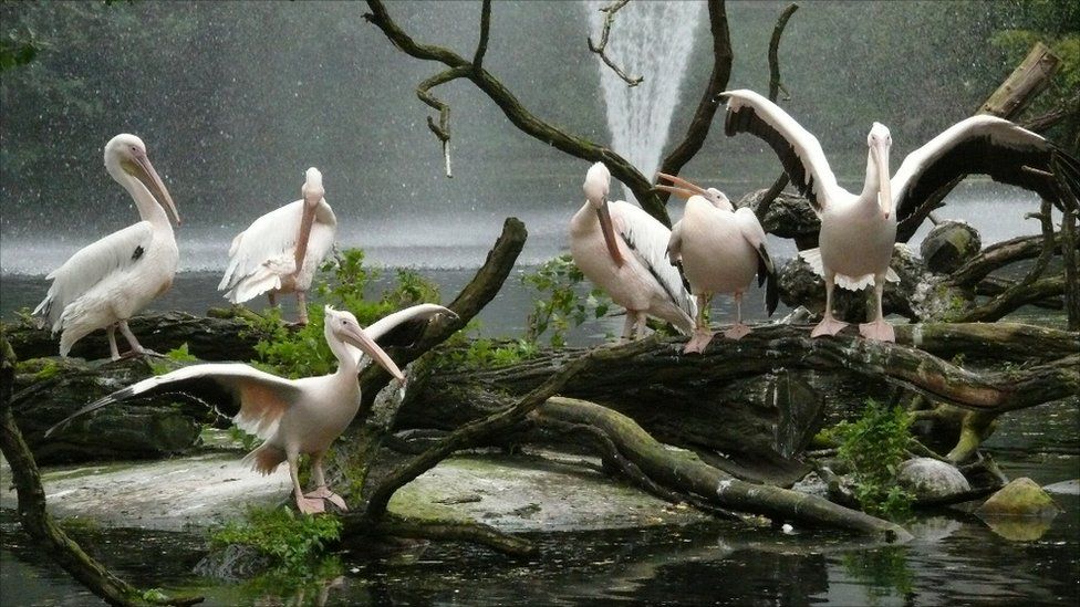 Pelicans at the at the zoological gardens in Rostock, Germany.