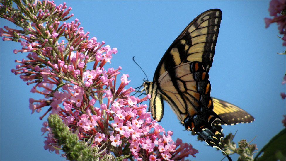 A butterfly on a buddleia