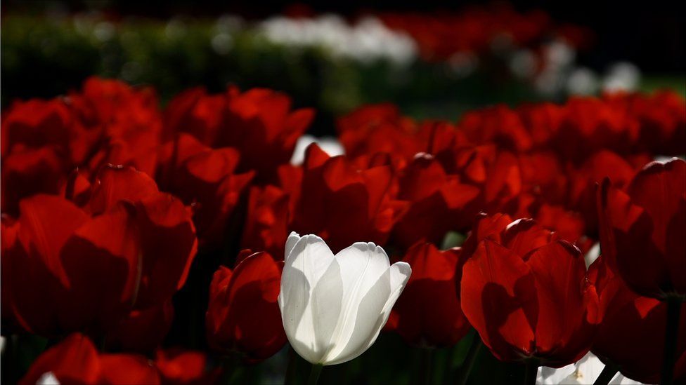 A white tulip in the middle of a patch of red tulips