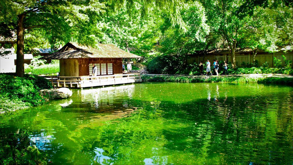 A Japanese style garden