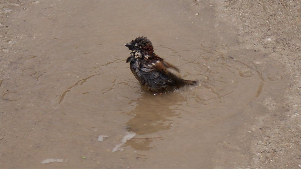 A sparrow washes in a muddy puddle