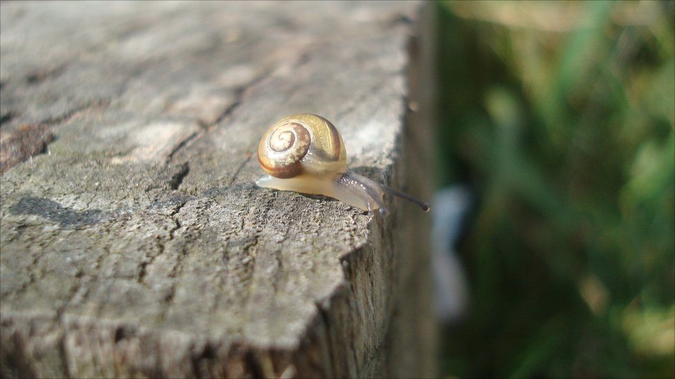 A snail on top of a wooden fence post