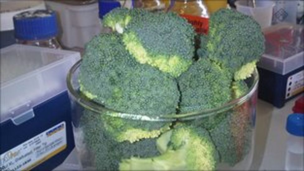 Cancer fighting broccoli created by Norwich scientists BBC News